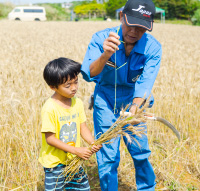 沖縄県麦生産組合