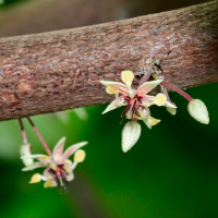 OKINAWA CACAO（オキナワカカオ）代表取締役 川合 径さん