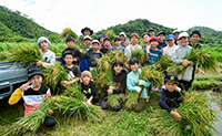 名護市嘉陽区の稲作