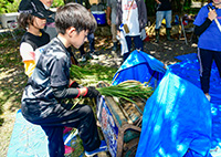 名護市嘉陽区の稲作