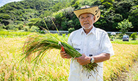 名護市嘉陽区の稲作