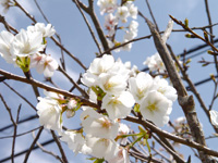 沖縄のサクラは1種類?