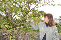 沖縄のサクラは1種類?