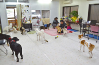 犬も保育園に通う?