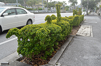 街路樹で植栽アート