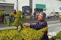 街路樹で植栽アート