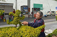 街路樹で植栽アート