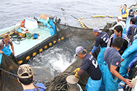 魚のセリ見てみたい