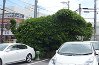 植え込みでシ~サ~