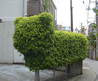 植え込みでシ~サ~