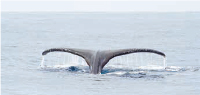 沖縄の海になぜクジラが多い