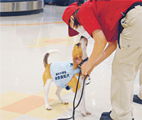 スヌーピー犬が那覇空港で活躍