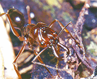 国内アリ種 ６割が沖縄に
