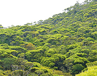 やんばるの山、なぜ形が独特