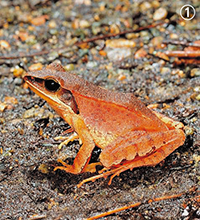 沖縄のカエルは冬も元気！？