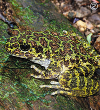沖縄のカエルは冬も元気!?