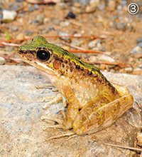 沖縄のカエルは冬も元気！？