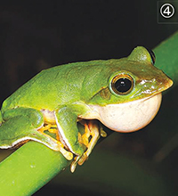 沖縄のカエルは冬も元気!?