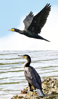 金武ICで見た冬鳥の正体は