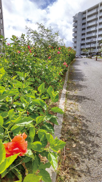 那覇新都心地区にアカバナーの垣根!?