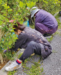 那覇新都心地区にアカバナーの垣根!?