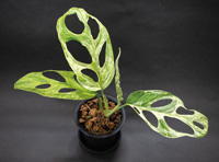 斑(ふ)入り植物の魅力とは? お店で聞いてみた