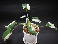 斑(ふ)入り植物の魅力とは? お店で聞いてみた
