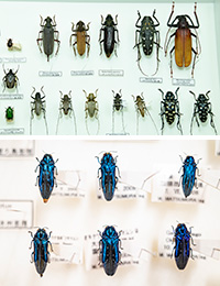 約1700種と虫屋の熱意を一冊に！『 沖縄甲虫図鑑』