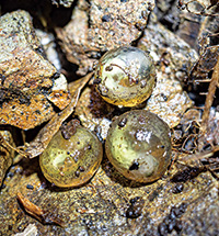 陸上で生活する両生類、イボイモリってどんな生き物？