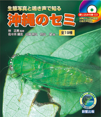 やんばるで秋に鳴くセミ!?