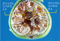 2020号の島ネタCHOSA班