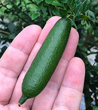 “「プチプチッ!」の新食感フルーツ!?