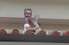 2014年8月28日<br>No.1533号<br>右だけひげってあり？