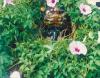 2015年5月28日<br>No.1571号<br>ハイサイ！　今日拝なびら〜