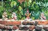 2016年12月08日<br>No.1650号<br>シーサー楽部のショーが始まるよ！
