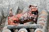 2019年08月15日<br>No.1789号<br>胴長シーサーだよ ！