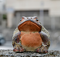 私のシーサー
